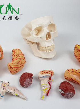 YA/L024A_医学人体头骨解剖模型头颅骨带脑_磁性可拆_多数标CPST