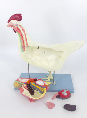 QL/B024_医学母鸡动物内脏解剖模型_可拆卸_磁性吸附_数标39CPST