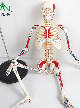 YA/L012J人体骨骼模型骨架骷髅全身可拆带肌肉医学教学结构CPST