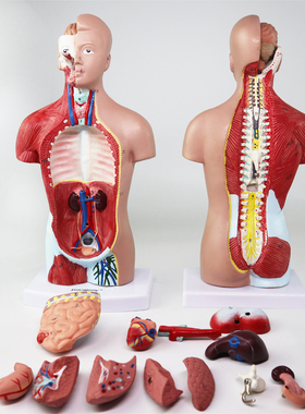 QL/T031_26CM人体躯干模型_无性开脊柱_部分磁性_数标101CPST