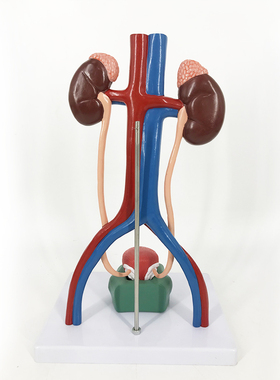 QLT-0567_医学人体泌尿系统肾输尿管模型解剖结构教学_多数标CPST