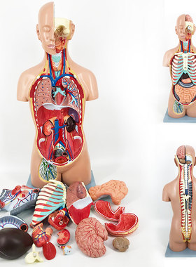 QL/T012_85CM人体躯干模型_无性开脊柱_磁性吸附_数标121CPST