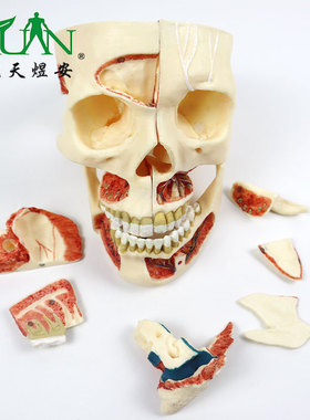 YA/L028_人体医学仿真头骨模型神经口腔科颅骨医生培训可拆卸CPST