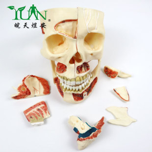 L028_人体医学仿真头骨模型神经口腔科颅骨医生培训可拆卸CPST