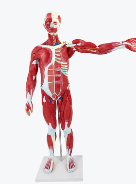 YA/L104_75CM_人体全身肌肉医学附内脏模型_磁性吸附_数标346CPST