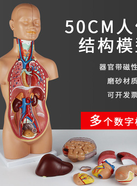 QL/T021_50CM人体内脏器官解剖躯干模型_无性_带磁性_数标65CPST