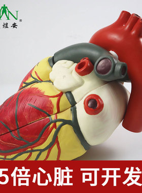 YA/C022_医学3.5倍大人体心脏解剖模型_3部件_磁性吸附数标34CPST