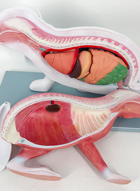 QL/B027_医学兔动物肌肉内脏器官解剖模型_可拆卸_磁性吸附CPST