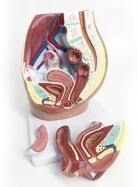 QLT-0580_医学女性盆腔解剖模型生殖泌尿系统子宫教学_多数标CPST