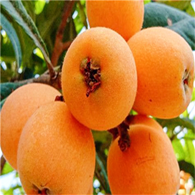 特别晚熟枇杷新品种晚五星枇杷树苗红灯笼枇杷树苗6月下旬采摘