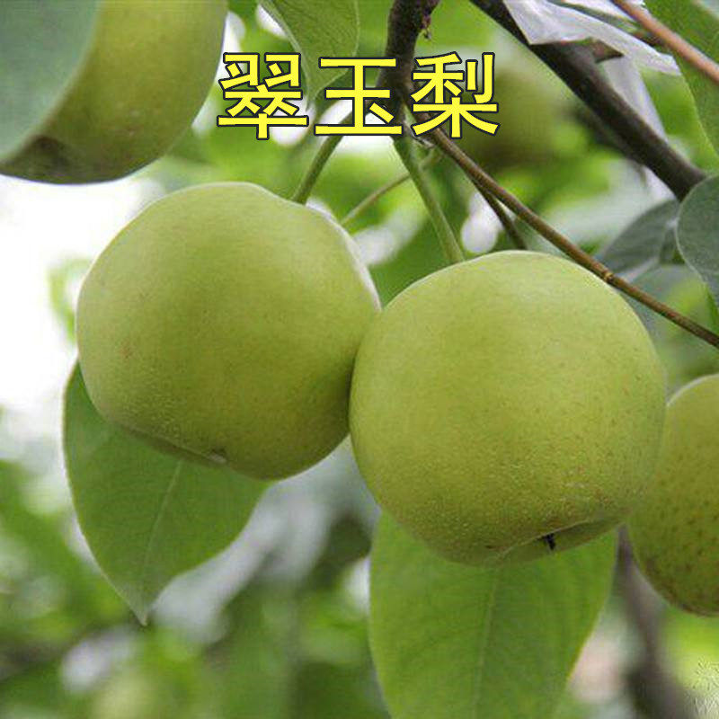 早熟梨新品种翠玉梨树苗5-18梨树苗 嫁接梨苗 翡翠梨树苗当年结果