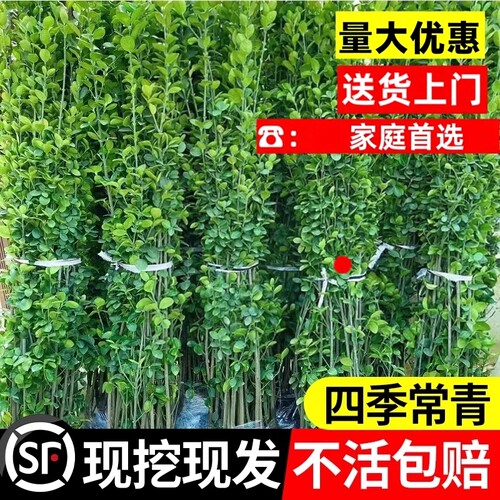围墙篱笆植物大叶北海道黄