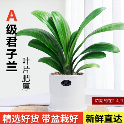 君子兰盆栽元宝开花植物室