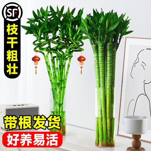 带根龙竹转运富贵水培植物