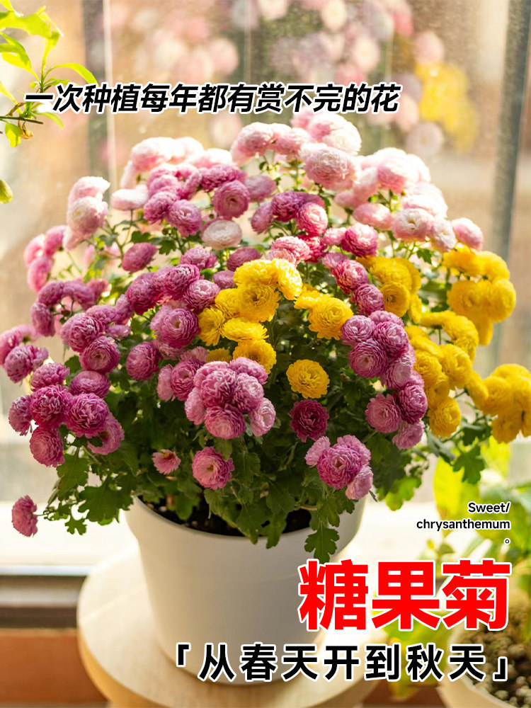 翠菊糖果菊种孑混色千头菊种子球花种籽子四季播种开花草坪太阳花