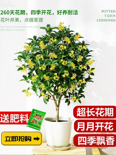 桂花树苗盆栽可食用金四季开