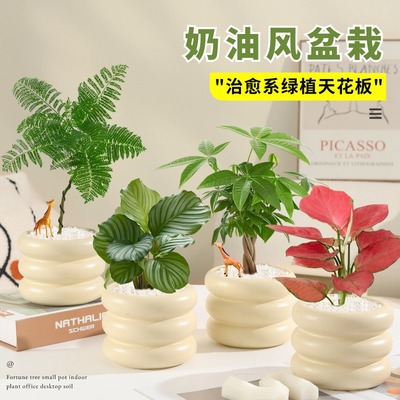 办公室桌面绿植盆栽内客厅