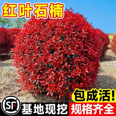 红叶石楠树苗四季常青火焰