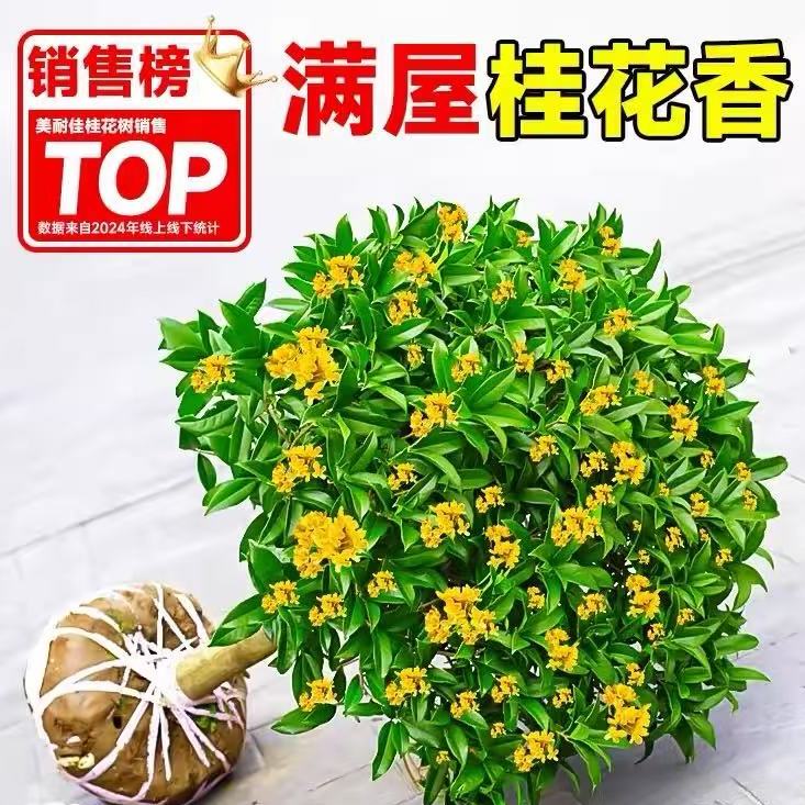 桂花树苗八月桂金桂庭院别墅地栽特大四季桂绿化盆栽四季花卉植物