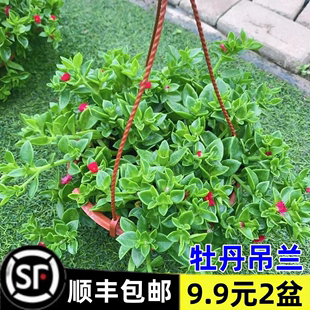 开花阳台绿植 牡丹吊兰带花苞盆栽金边吊篮垂吊花卉植物室内花四季