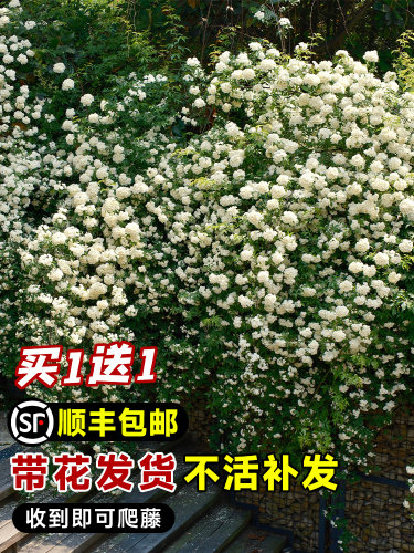 白木香花苗爬藤植物室内外