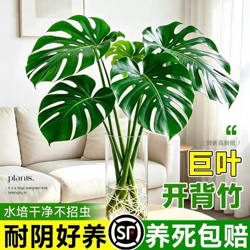 龟背竹水培植物四季绿植室内水养盆栽客厅办公室桌面大叶老桩竹子图片