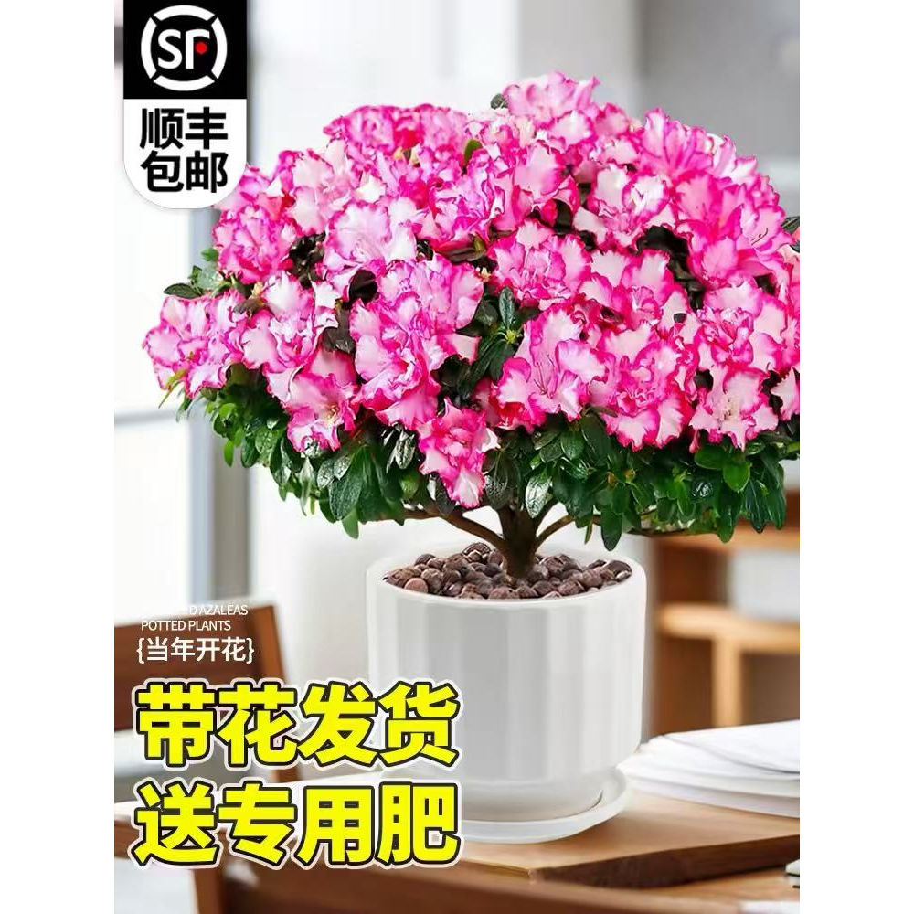 西玛杜鹃花盆栽四季树苗带花苞鲜花卉大全绿植物室内好养易活图片
