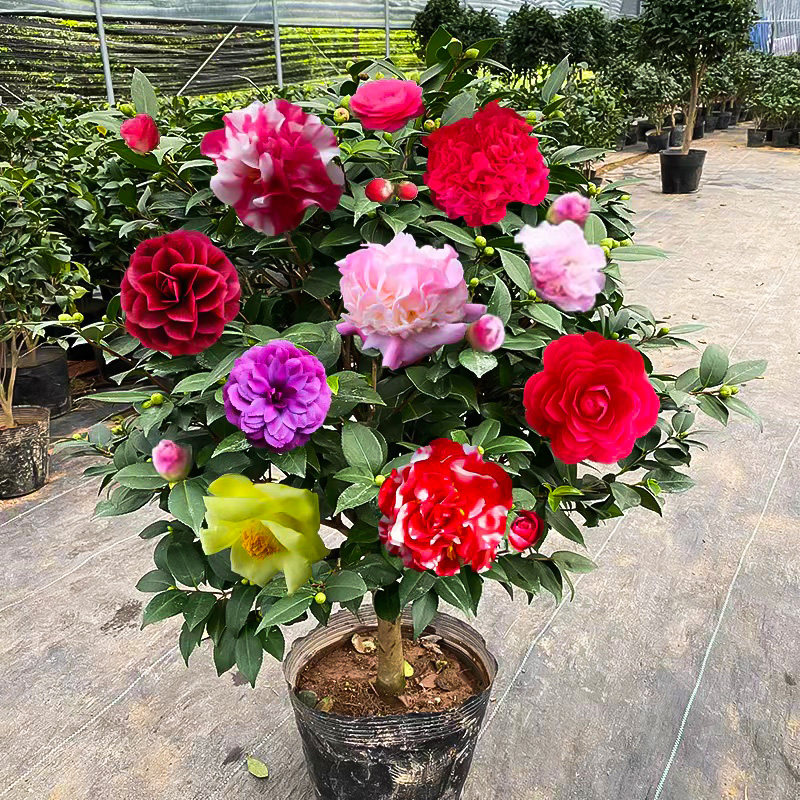 香妃山茶花盆栽带花苞五色赤丹花卉植物室内好养茶花树苗四季开花_虎窝淘