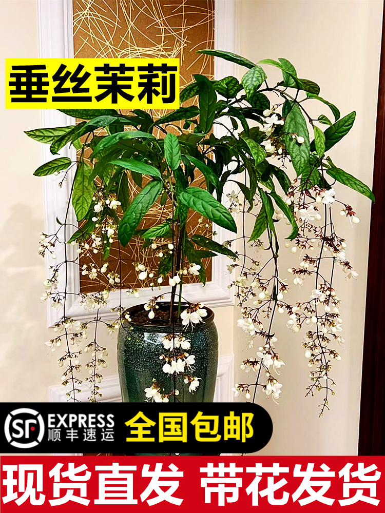 垂丝茉莉盆栽带花苞进口绿植