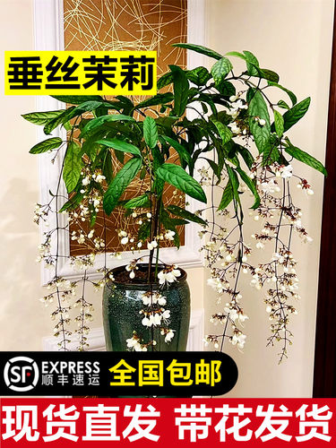 垂丝茉莉盆栽带花苞进口绿植