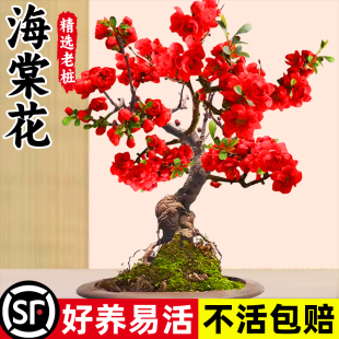 垂丝海棠花盆栽四季开花树苗老桩鲜花卉植物盆景绿植室内年花好养