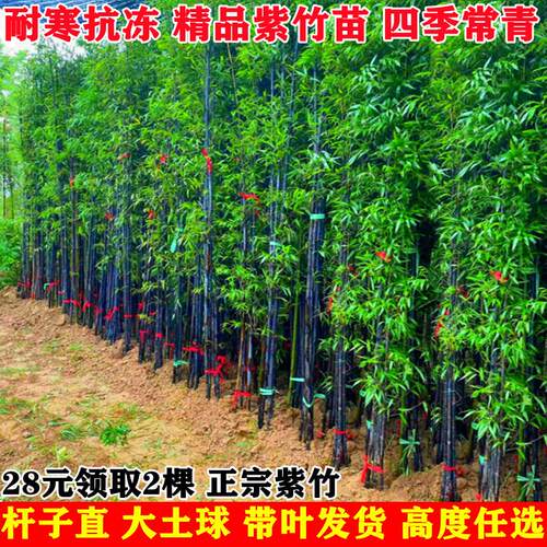 紫竹苗正宗精品矮化全冠不