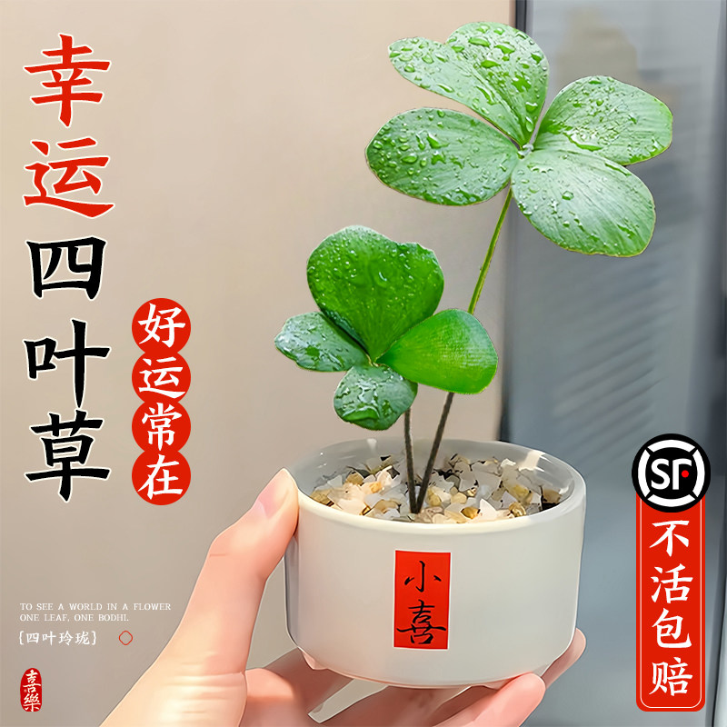幸运情绪稳定旺四叶草草桌面办公室内盆栽财绿植物墨西哥摆件铁树