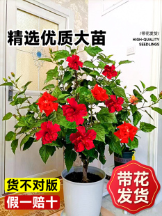 重瓣扶桑花盆栽庭院树苗鲜花阳台绿植花卉植物室内开花四季朱木槿