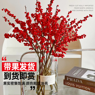 北美冬青红果鲜花银柳水养进口鲜枝年宵花卉室内水培植物真花盆栽