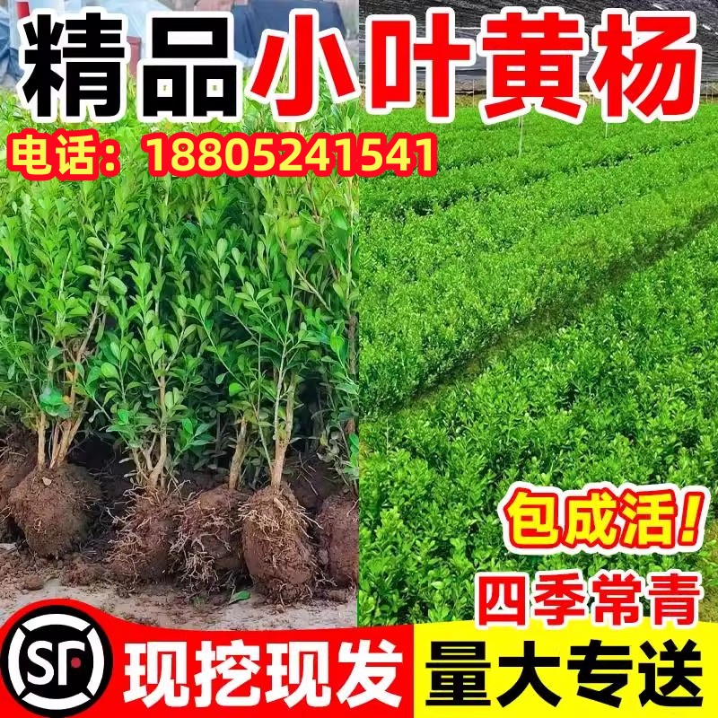 小叶黄杨树苗冬青瓜子庭院