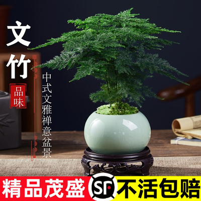 文竹盆栽植物室内办公水培
