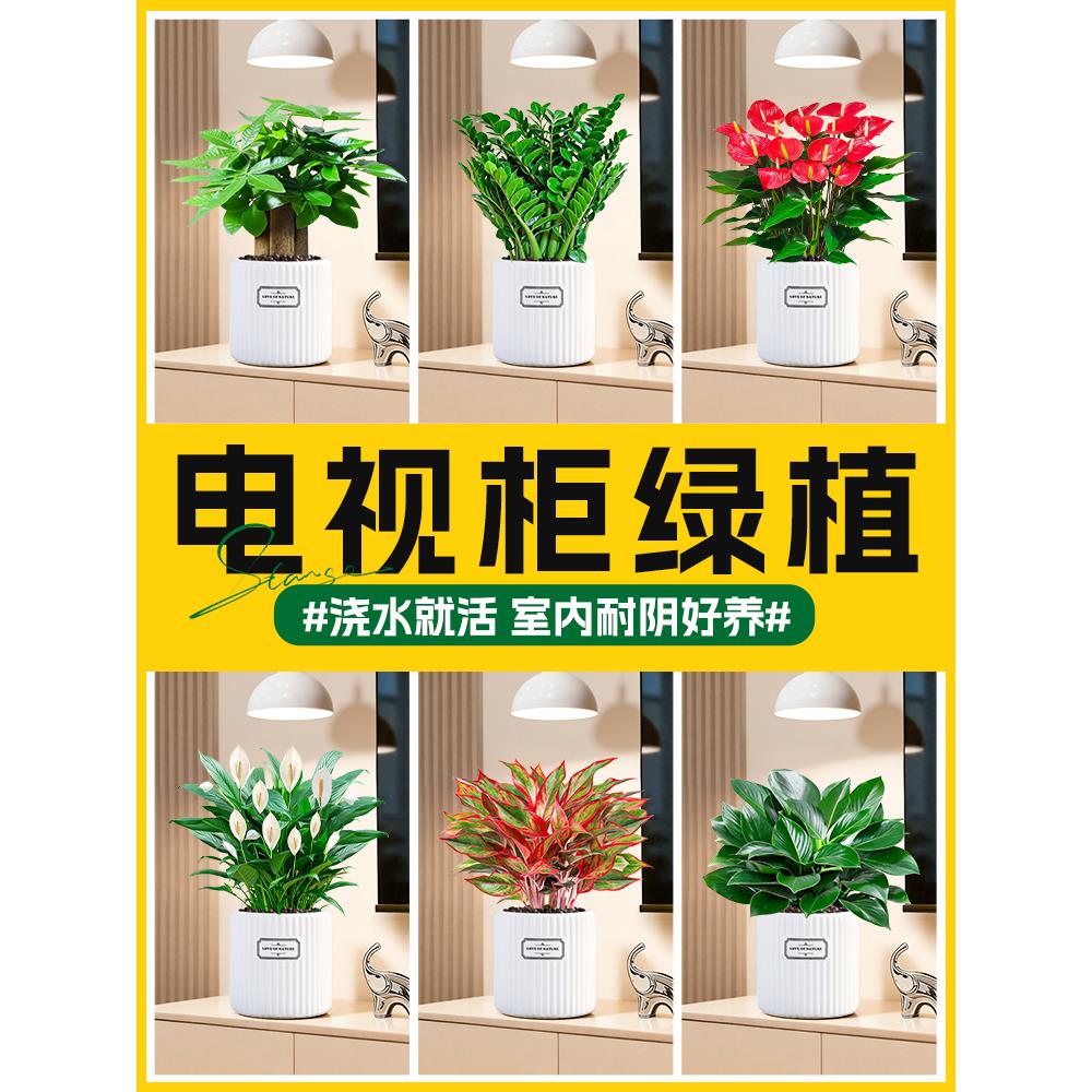 电视柜绿植室内发财树金钱树白掌红掌盆栽客厅招财花卉植物好养活