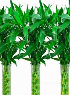 富贵竹水培植物养转运客厅