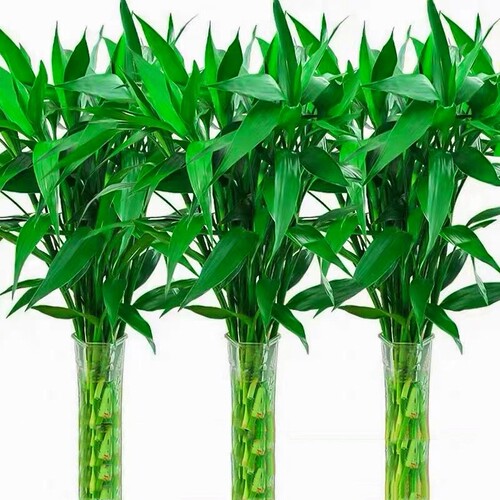 富贵竹水培植物养转运客厅
