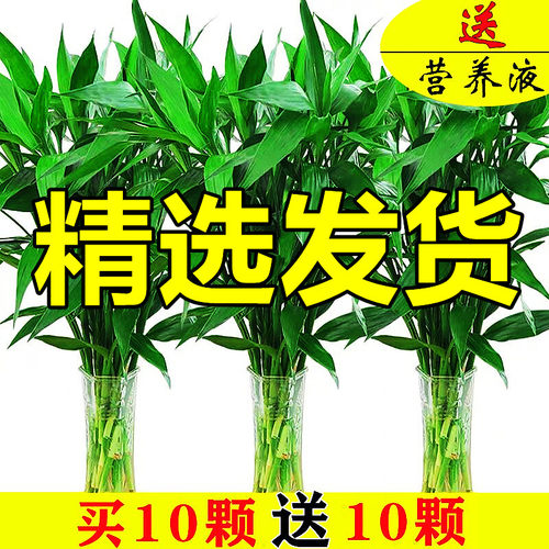 富贵竹水培植物转运花卉绿室内