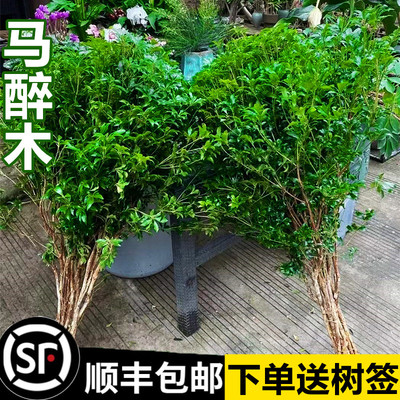 马醉木办公桌茶几客厅无