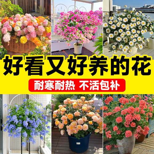 好看又养的花不怕晒冻茉莉