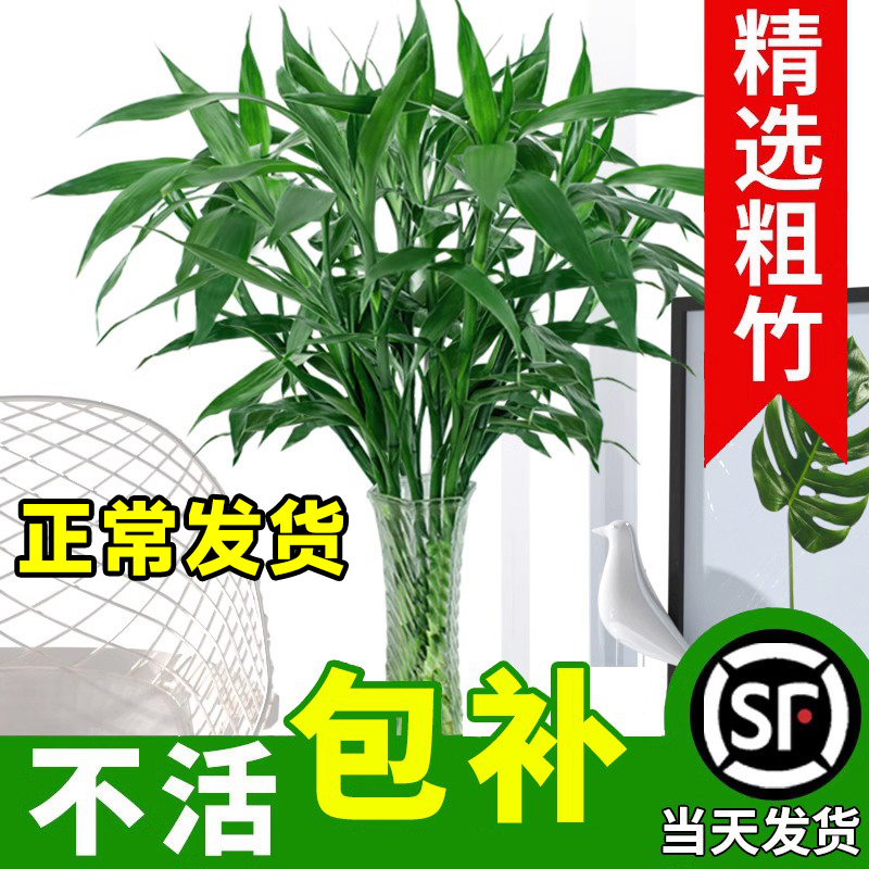 富贵竹水培植物养发财树带