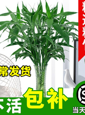 富贵竹水培植物养发财树带