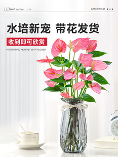 水培植物粉掌盆栽植物红掌室内桌面好养活鲜花水养绿植四季开花卉