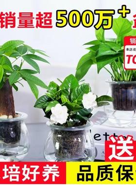 绿萝栀子花发财树常春藤文竹室内水培绿色小植物净化空气盆栽绿植