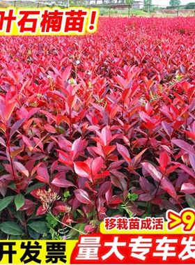 红叶石楠树苗带杯苗土大杯苗庭院绿化树球四季常绿火焰红围墙绿篱