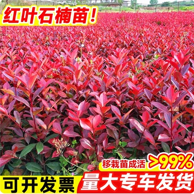 红叶石楠树苗带杯土大庭院