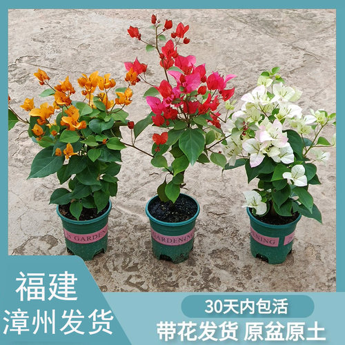 三角梅盆栽带花发货绿樱四